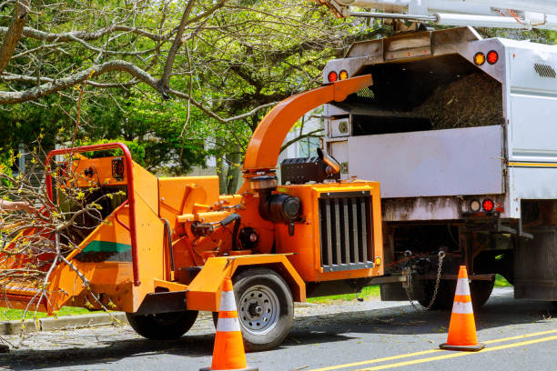 Best Emergency Tree Removal  in Buchanan, GA