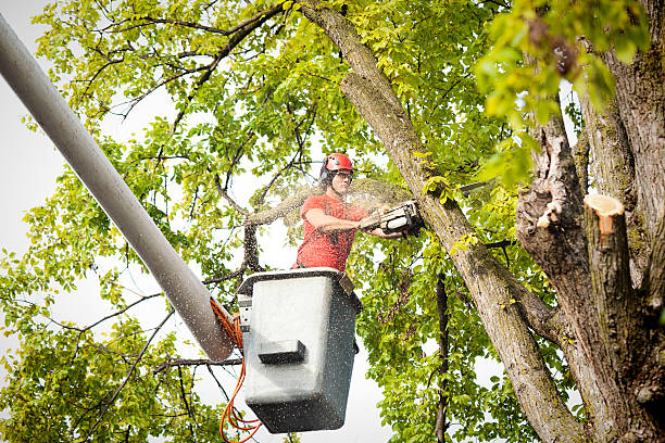 Best Tree Disease Treatment  in Buchanan, GA
